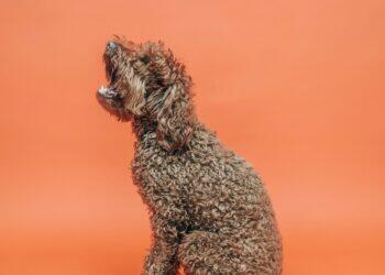 Poodle barking (Unsplash | Joel Muniz)