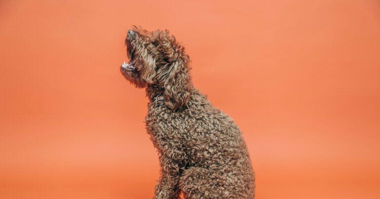 Poodle barking (Unsplash | Joel Muniz)
