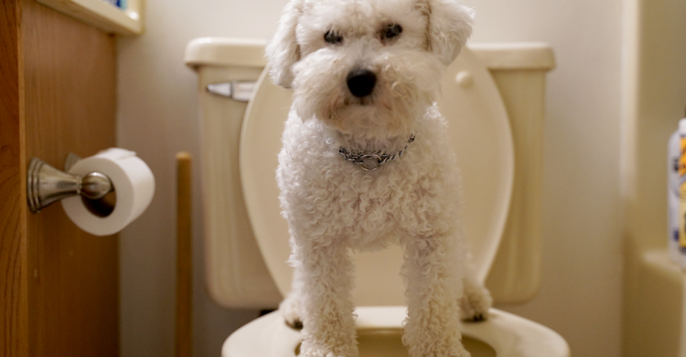 Puppy standing on toilet (Flickr | samd517)
