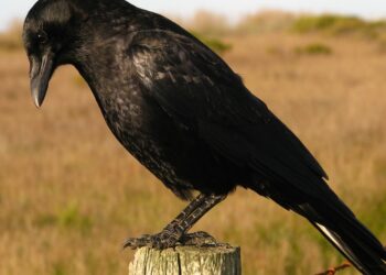 Gabi Mann loves feeding crows