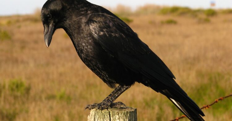 Gabi Mann loves feeding crows