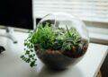 Little garden (Unsplash | Nielsen Ramon)