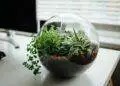 Little garden (Unsplash | Nielsen Ramon)