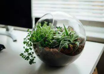 Little garden (Unsplash | Nielsen Ramon)