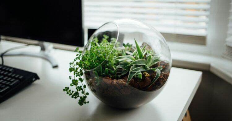 Little garden (Unsplash | Nielsen Ramon)