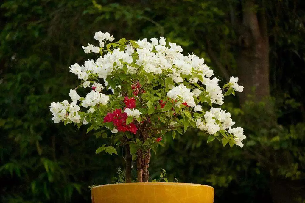 Flower pot (Unsplash | Nikhil Sachan)