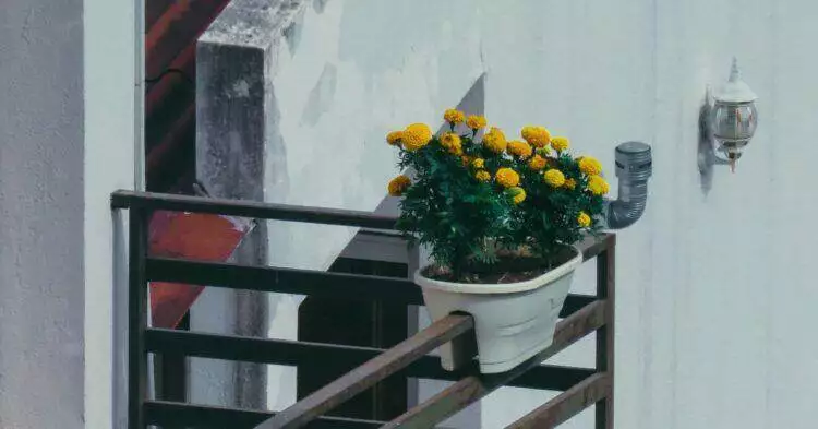 Flower pot in balcony (Unsplash | _imd)