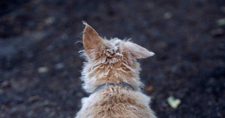 Dog picture taken from behind (Unsplash | Martin Martz)
