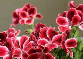 Red flowers (Unsplash | Marina Yalanska)