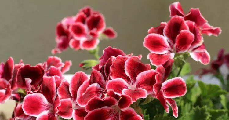 Red flowers (Unsplash | Marina Yalanska)