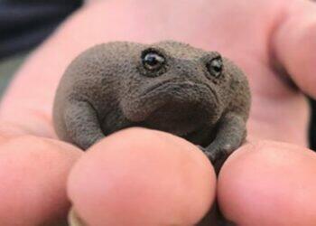 Black rain frogs