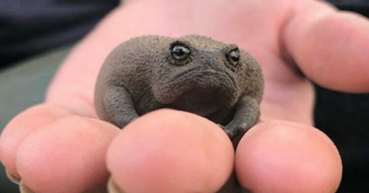 Black rain frogs