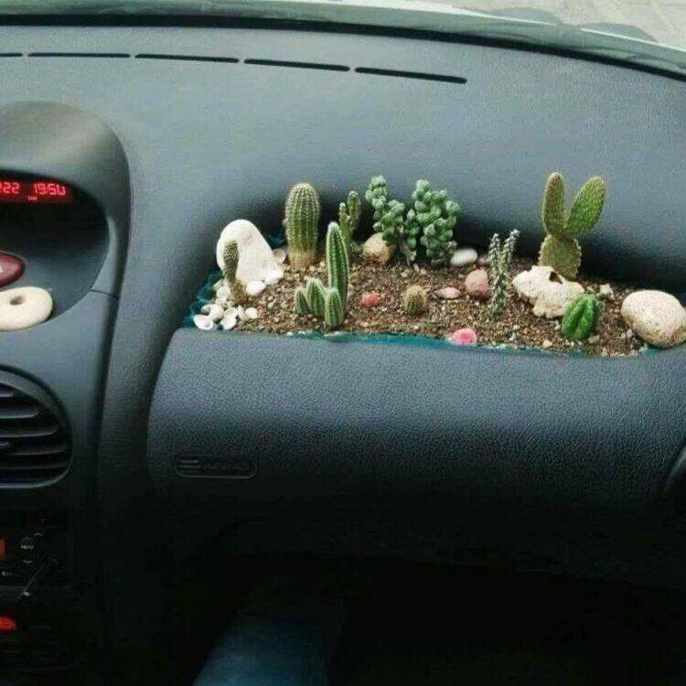 Cacti on car airbag