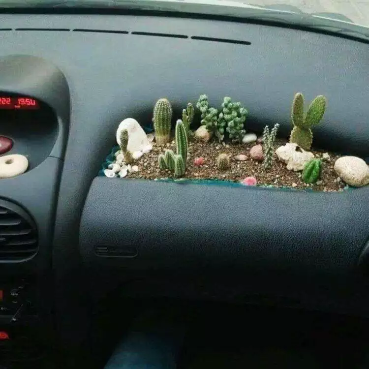 Cacti on car airbag