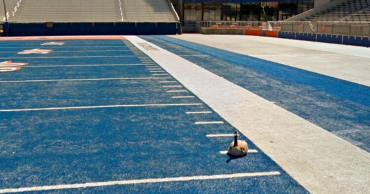 A duck on a football field (Reddit | custom-cruiser)