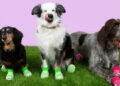 Dogs wearing crocs