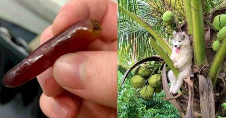 Bizarre things that make you wonder 