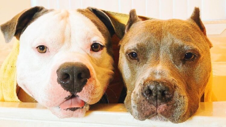 instagram | Noah and Lincoln/Instagram