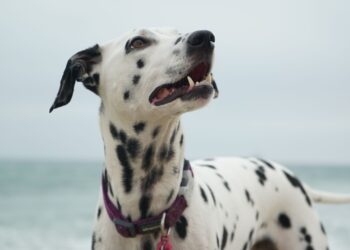 Unsplash | Catherine Heath