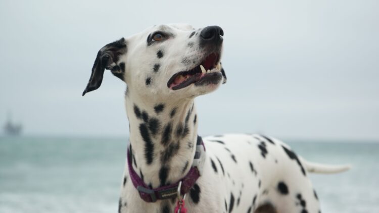 Unsplash | Catherine Heath