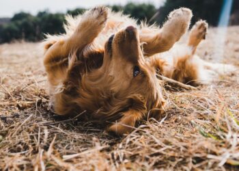 Unsplash | Michael Oxendine