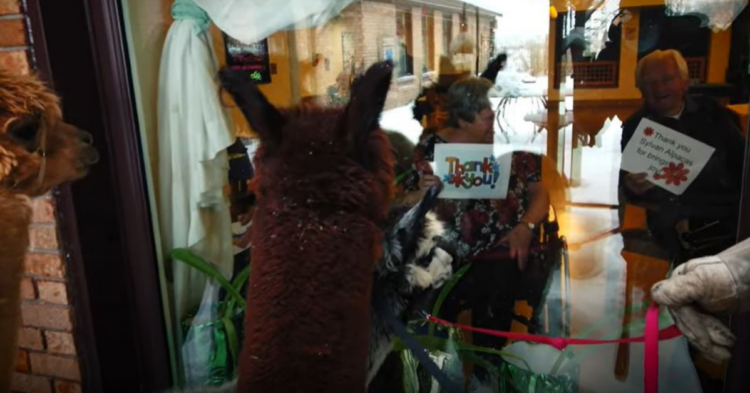 Youtube | Sylvan Alpacas