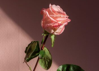 Unsplash | Tirza van Dijk