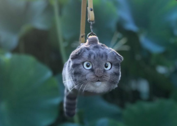 nekoseisaku_pico | Instagram