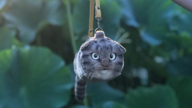 nekoseisaku_pico | Instagram