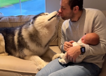 youtube | Life With Malamutes