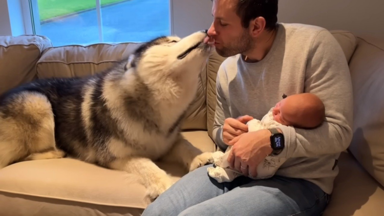 youtube | Life With Malamutes