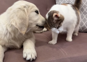 youtube | Funny Dog Bailey