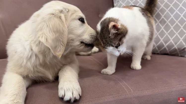 youtube | Funny Dog Bailey
