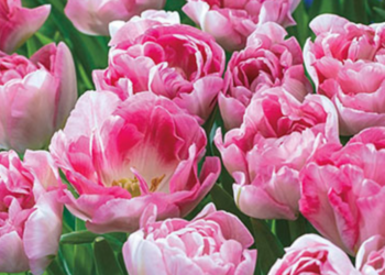 DutchBulbs.com