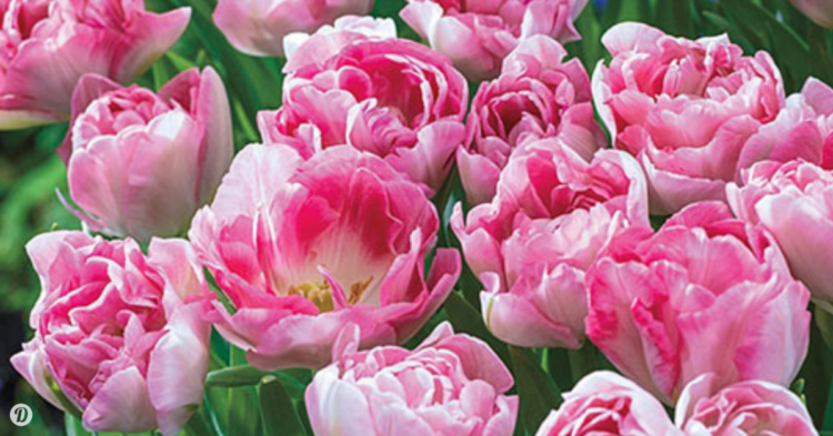 DutchBulbs.com