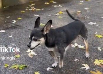 TikTok | TikTok/@pushkingly