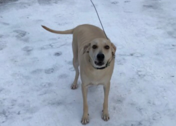 Facebook | York County Sheriff's Office - Maine