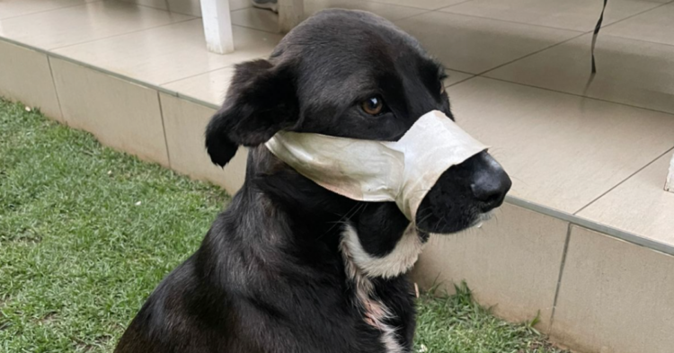 Facebook | Boksburg SPCA New FB Page