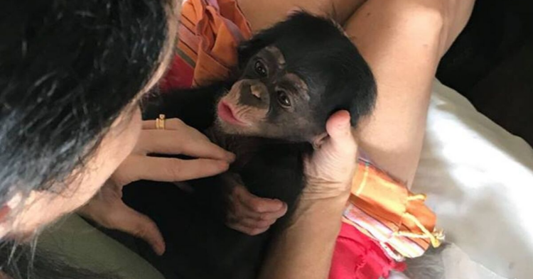 Facebook | Liberia Chimpanzee Rescue