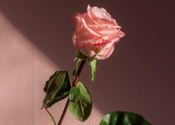 Unsplash | Tirza van Dijk