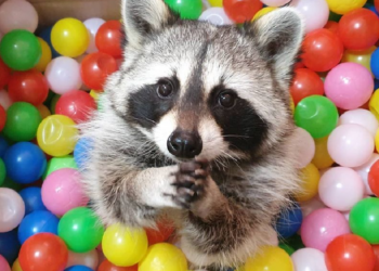 Instagram | @buri0416_raccoon