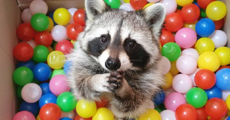 Instagram | @buri0416_raccoon