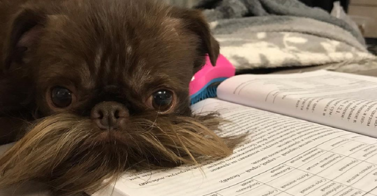 Instagram | @petite.griffon.nuts