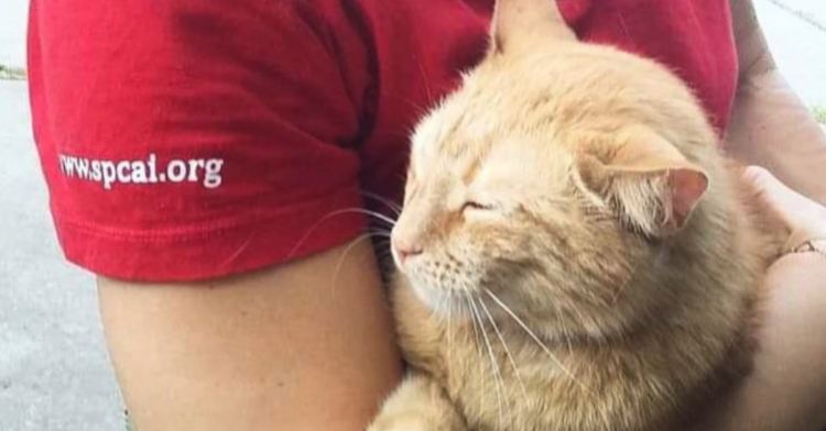 Facebook | SPCA International
