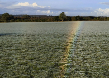 Rainbow on grass (Reddit | Th3sseract)