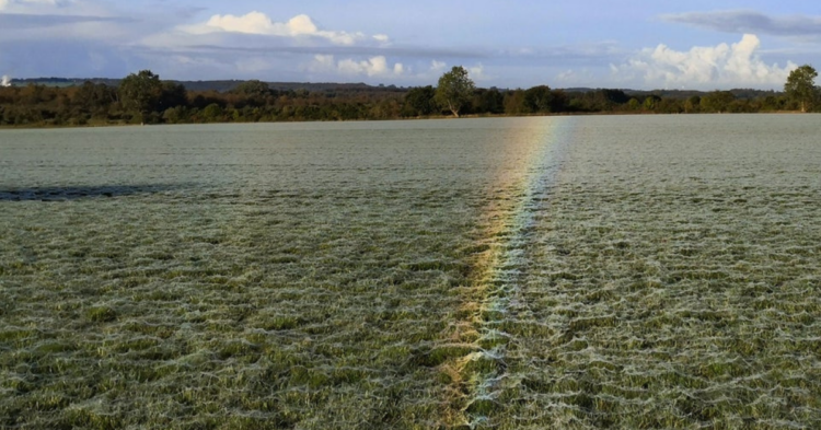 Rainbow on grass (Reddit | Th3sseract)