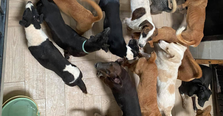 Facebook | Tierra de Animales