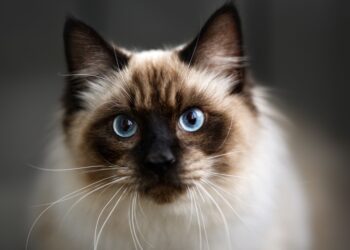 Shutterstock | 781615