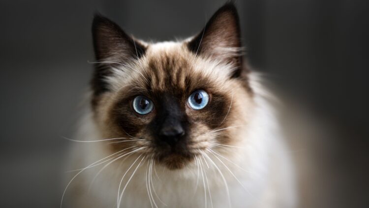 Shutterstock | 781615