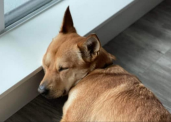 Facebook | Rescue PAWS Canada